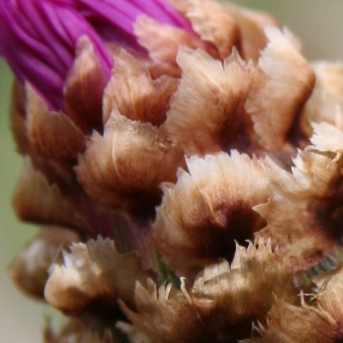 Wiesen-Flockenblume / Centaurea jacea
